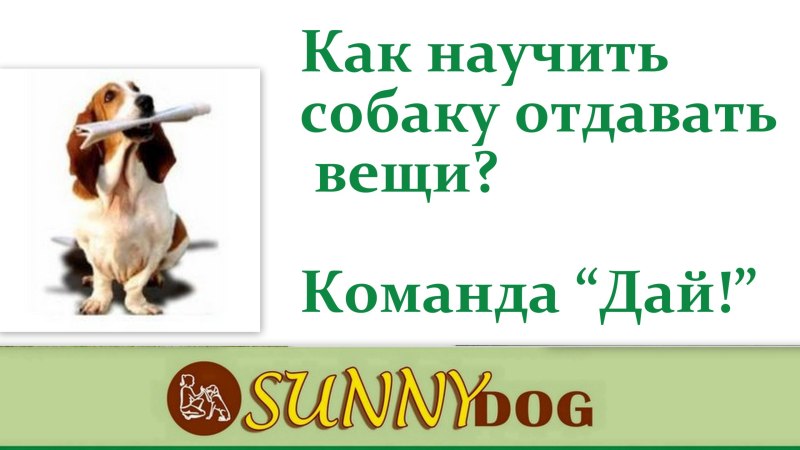Как научить собаку команде отдай