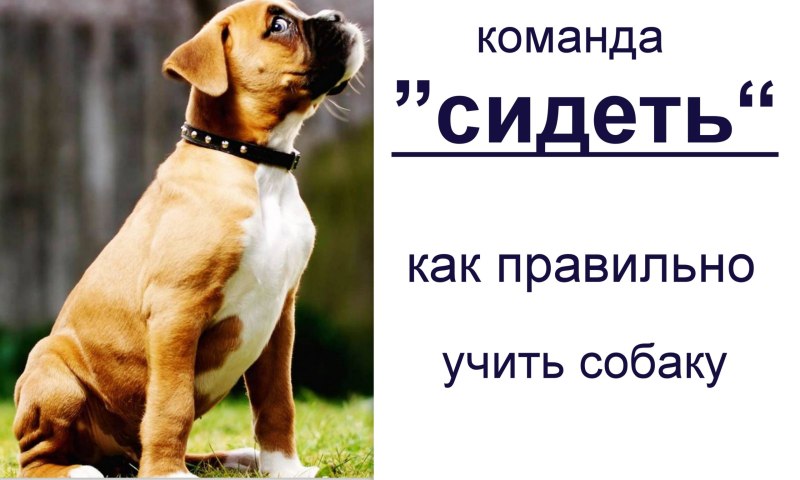 Как учить собаку командам