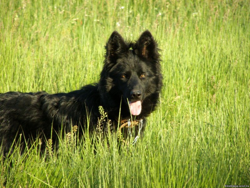 Belgian Shepherd Groenendael