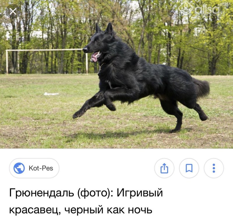Грюнендаль черный