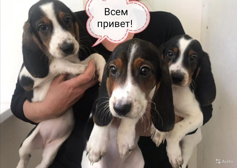 Эстонская гончая и овчарка