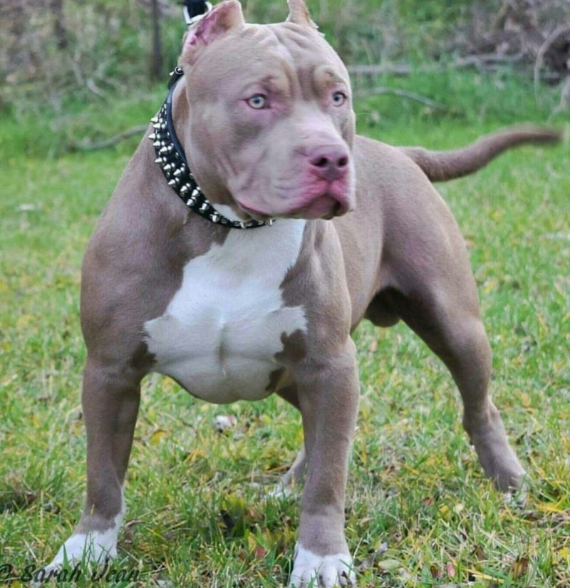 Bully порода собак