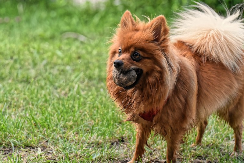 Королевский немецкий шпиц