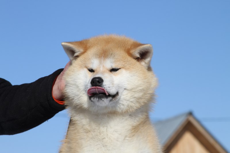 Шиба ину