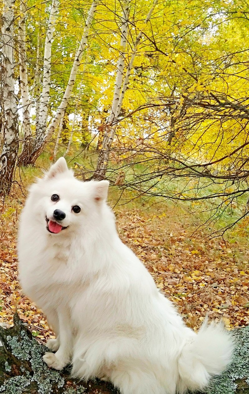 Японский шпиц груминг