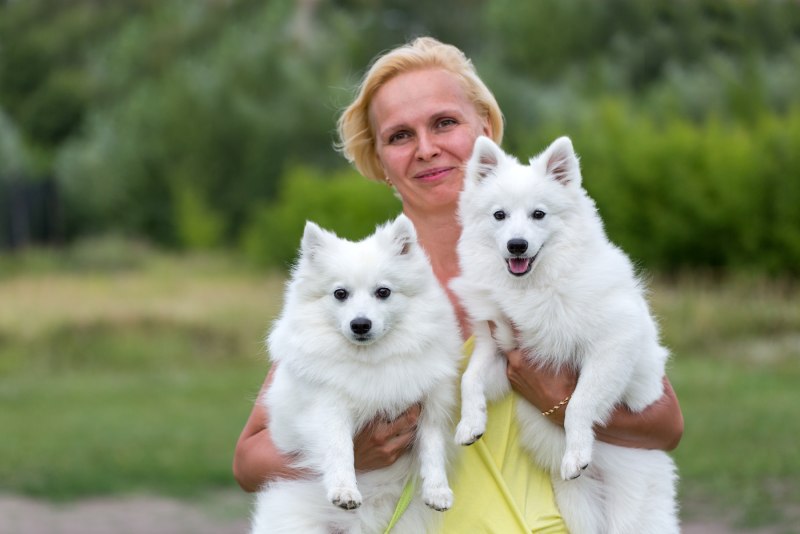 Японский шпиц мини