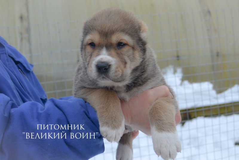 Метис среднеазиатской овчарки и лайки