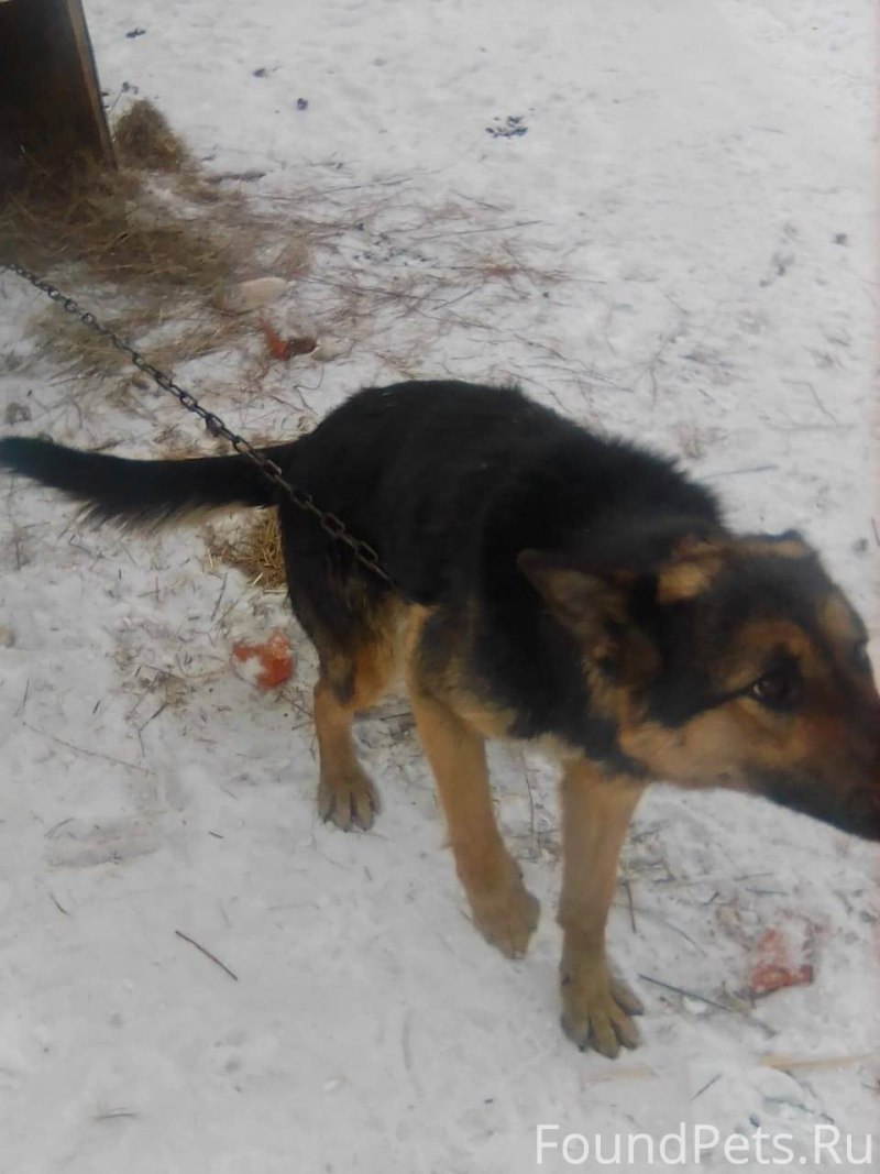 Собака Когель