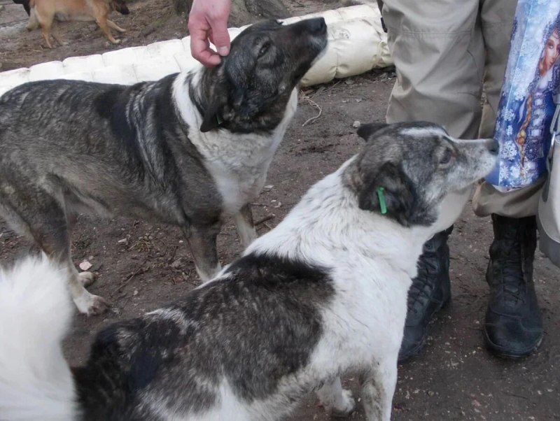 Собака в ветклинике