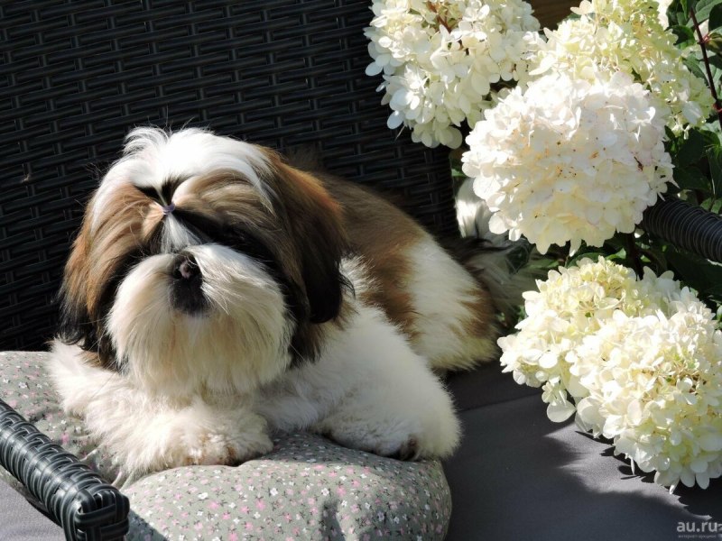 Ши-тцу (Shih Tzu