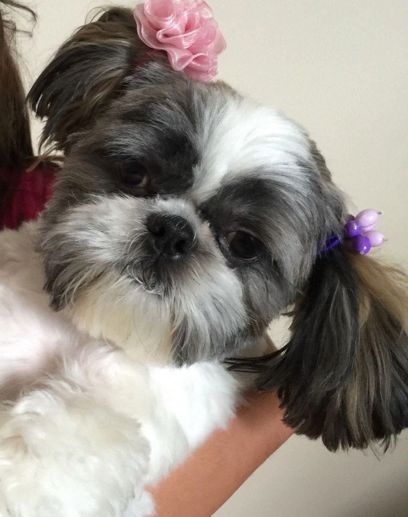Shih Tzu порода собак