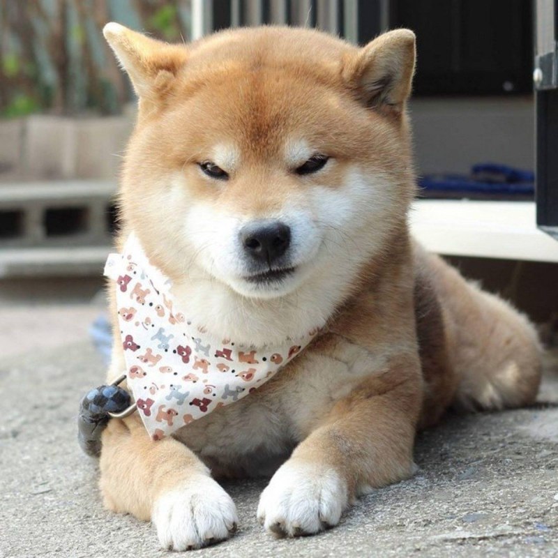 Саншу ину