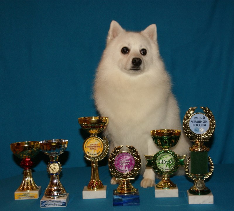 Шпиц Юный чемпион России