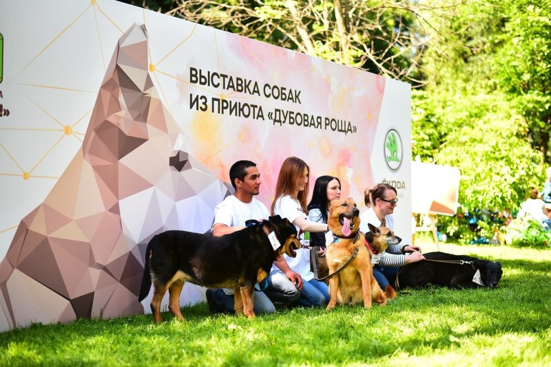Фотозона на выставке собак