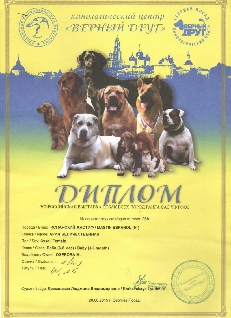 Йоркширский терьер выставочный
