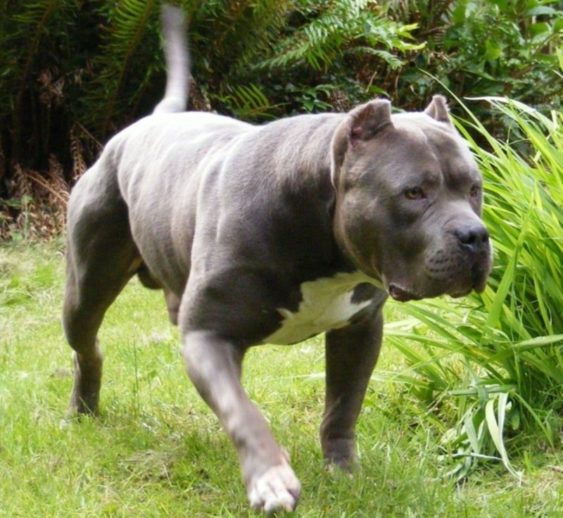 Булли XXL