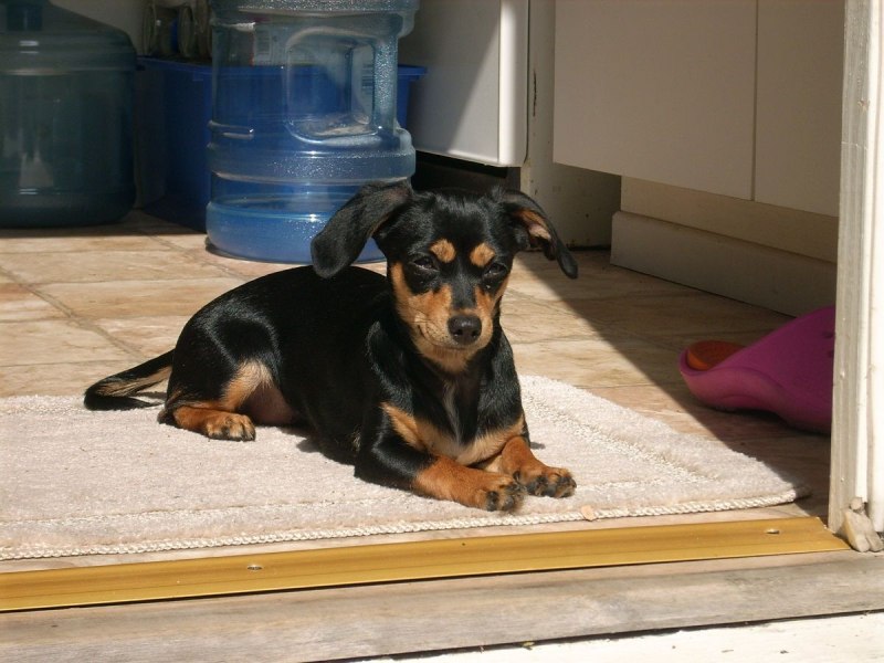 Chiweenie Chihuahua Mix