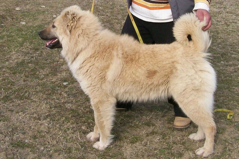 Финская овчарка