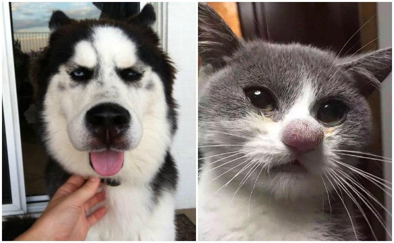 Собаку укусила пчела