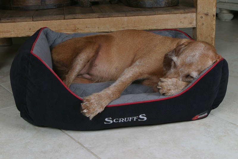 Лежак для собак Scruffs Thermal Box Bed с собакой
