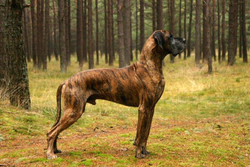 Немецкий дог коричневый