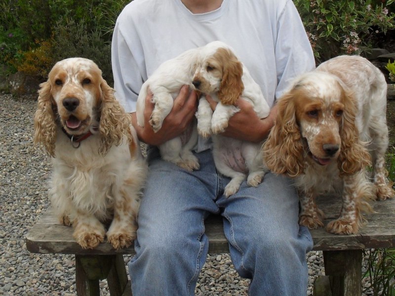 Roan Cocker Spaniel.