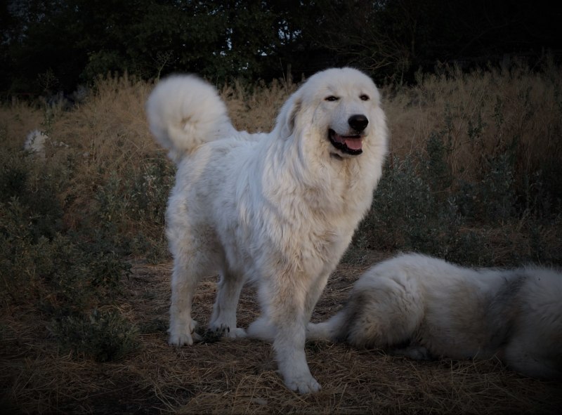 Great Pyrenees порода собак