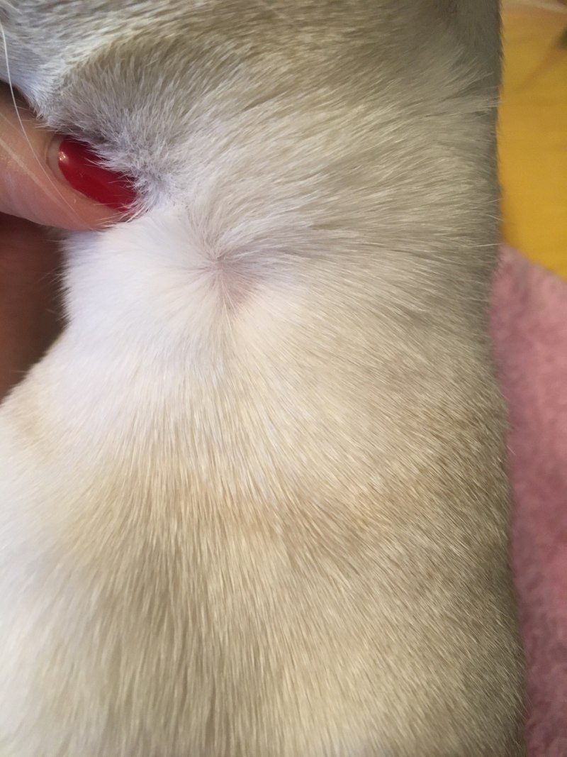 Кошачий стригущий лишай у кошки