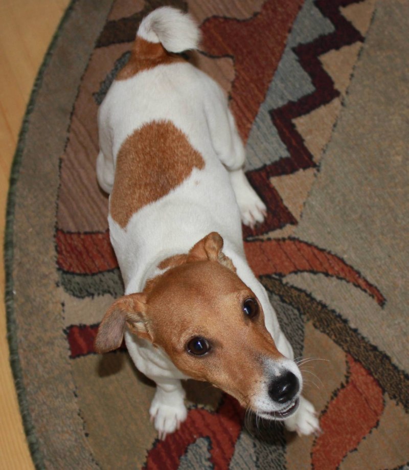 Jack russellс пыжими пятнами