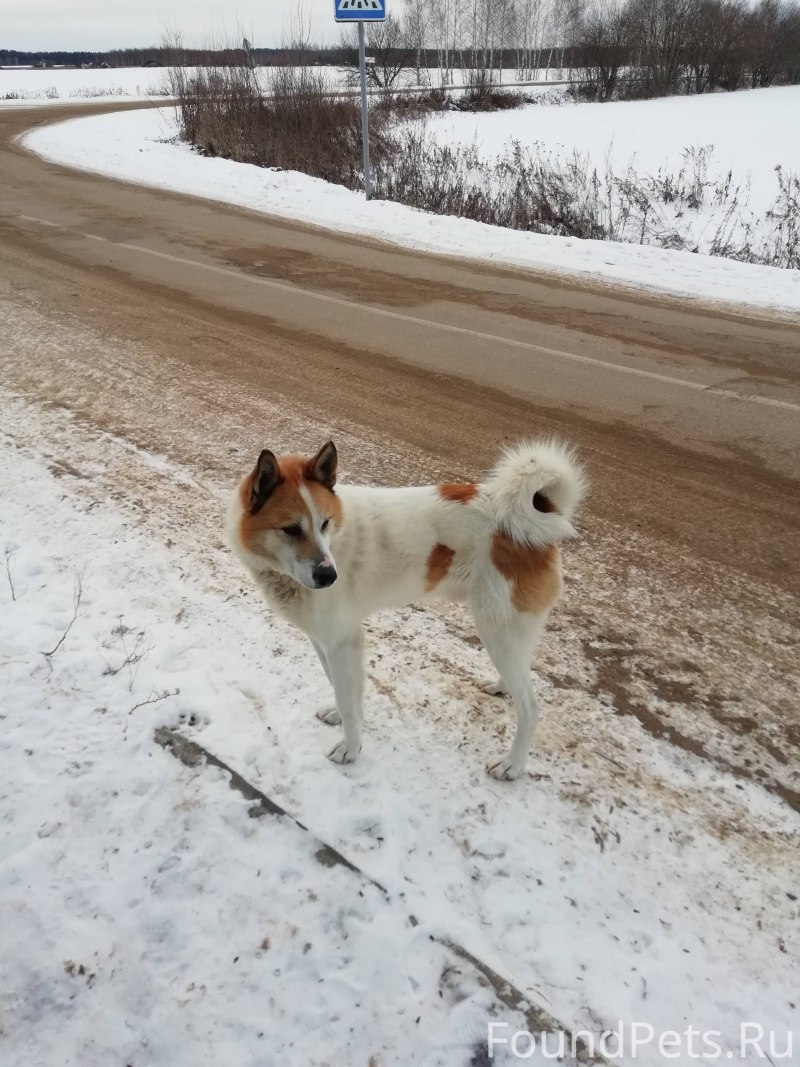 Лайка белая с рыжими пятнами