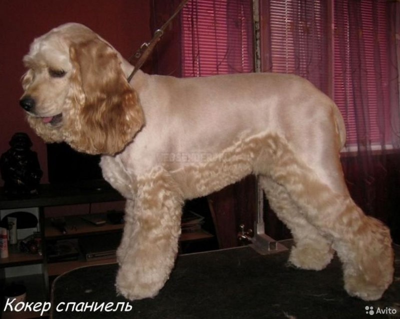 Чучело кокер спаниеля