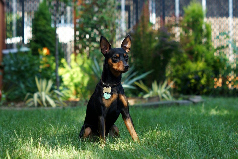 Цвергпинчер / Miniature Pinscher (185) м