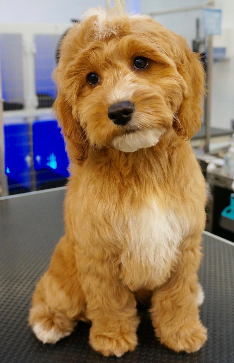 Кокапу (Cockapoo)