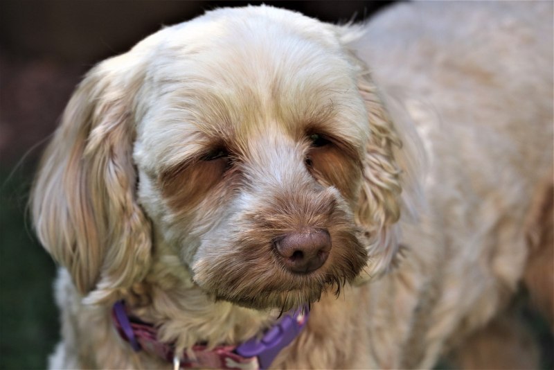 Dog Cockapoo
