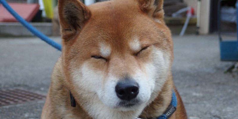 Doge порода