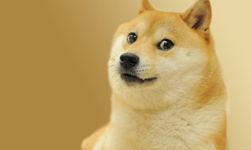 Удивленный пес Мем