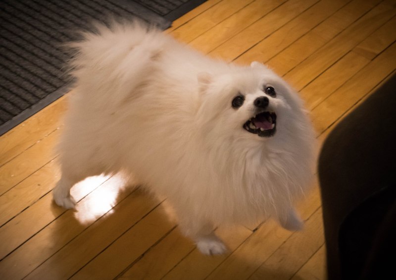Пёс Gabe