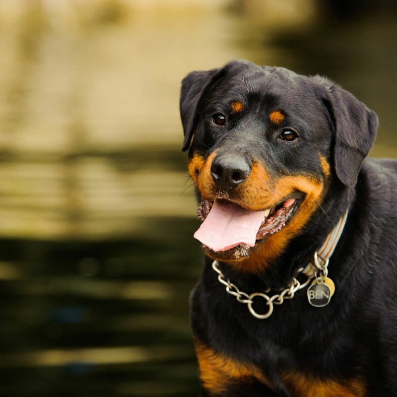 Корм Rottweiler