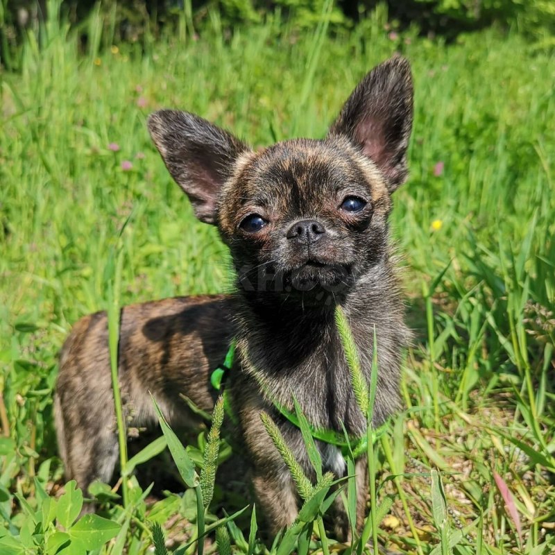 Щенки чихуахуа окрас коровка