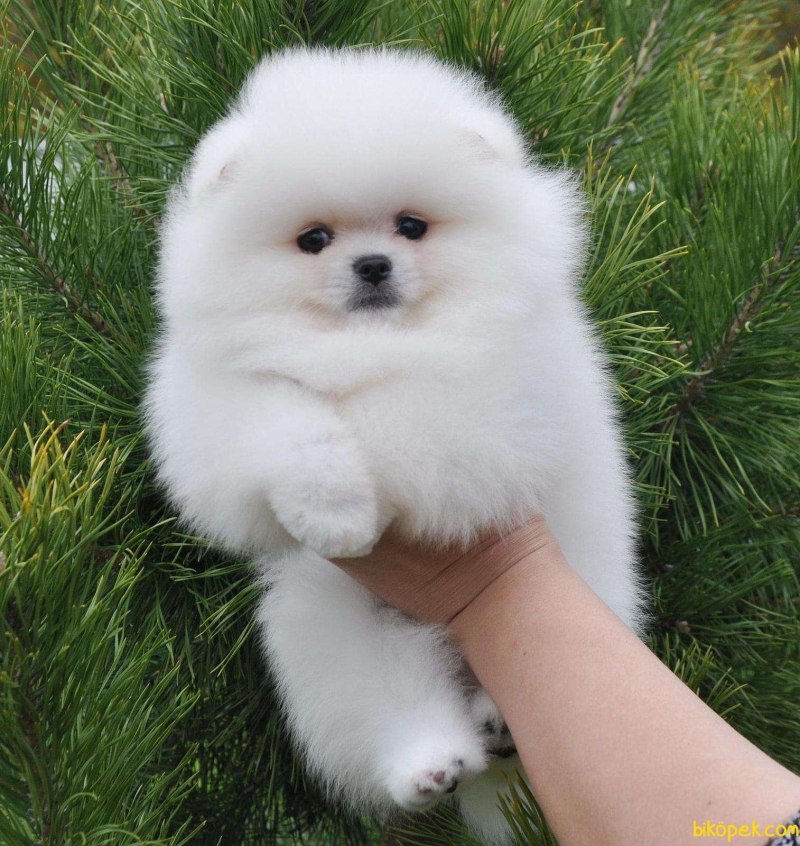 Померанский шпиц корейский