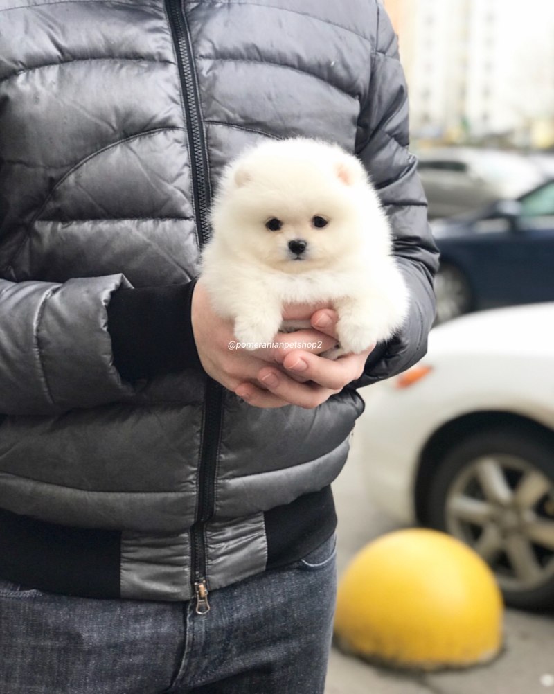 Шпиц померанский карликовый белый