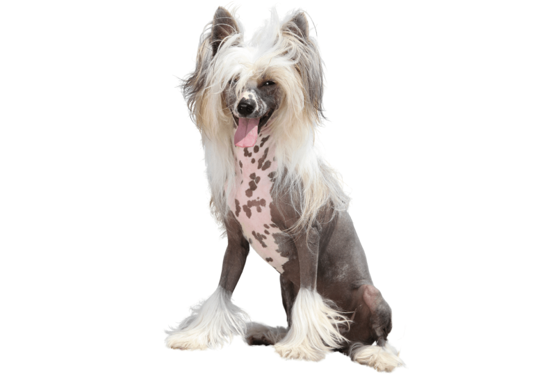 Funny Chinese Crested