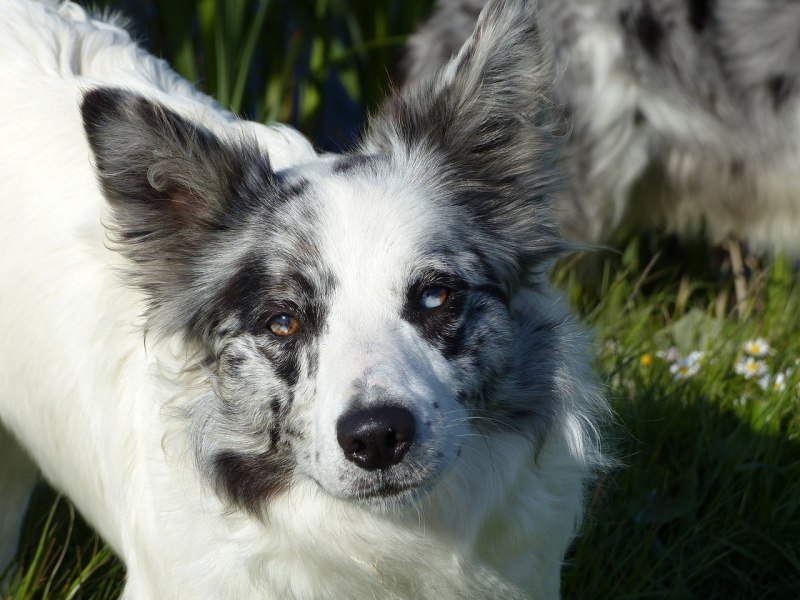Бордер колли Blue Merle