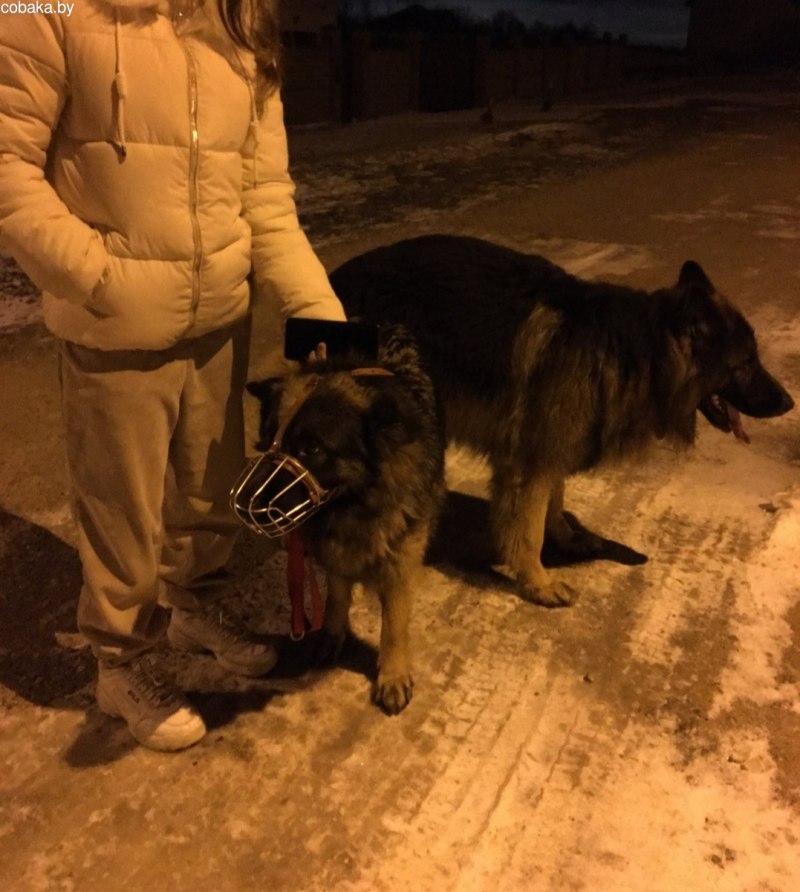 Немецкая овчарка Дагмер