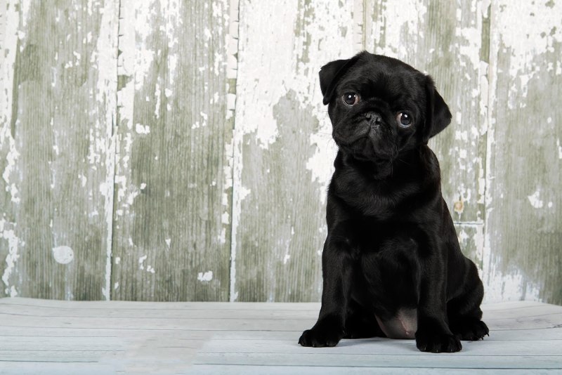 Mops чёрный