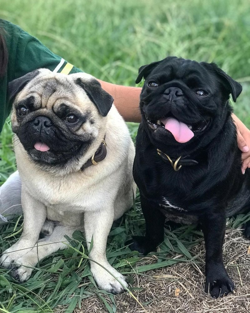 Pug Мопс