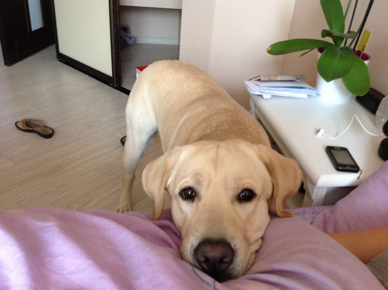 Labrador лабрадор нашкодил