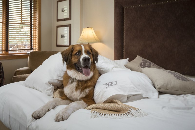Dog friendly отель