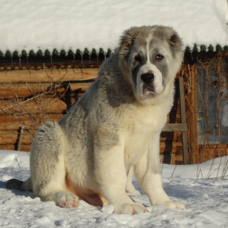 Немецкий алабай