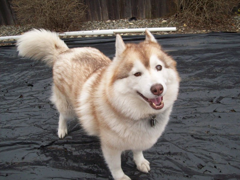 Хаски коротколапые